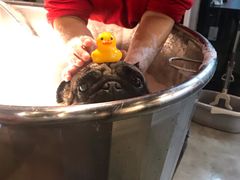 -PETKIT小佩宠物·低压洗护(国顺东路店)