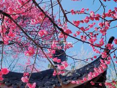 -杭州植物园