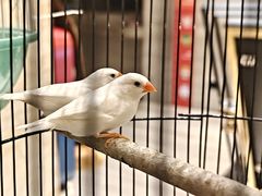 -廊坊固安福朋喜来登酒店