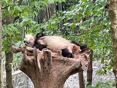 -都江堰中华大熊猫苑