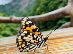 -黄山翡翠谷景区