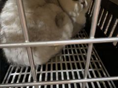 -宠颐生斯嘉宠物医院·急重症·心内科(谷阳北路分院)