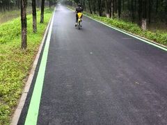 -合肥滨湖国家森林公园