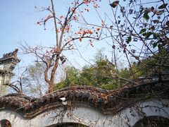 -老张烤羊(王哥庄店)