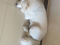 -宠福鑫康馨动物医院·骨科·眼科