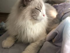 -十年猫舍·猫咪专门店(普陀店)
