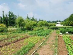 -前小桔亲子创意农场·草莓采摘·露营烧烤