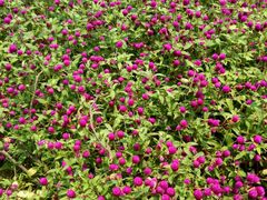 -松山湖梦幻百花洲