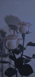 -小梨·OndaPro·专业脱毛连锁机构