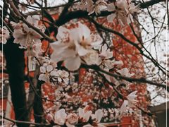 -北京大学燕东园