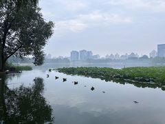 -济南大明湖景区