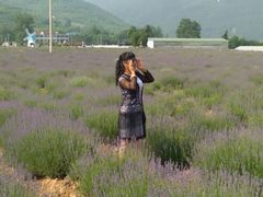 -曲江薰衣草庄园