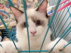-喵zoo家庭繁育猫舍(尖东智能花园店)