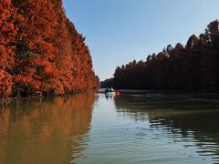 -上海海湾国家森林公园