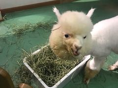 -藦茜花园宠物主题亲子互动体验馆(国顺东路店)