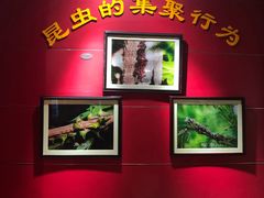 -上海昆虫博物馆