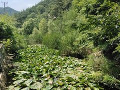 -金龙寺国家森林公园