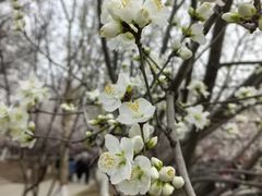 -桃花堤公园
