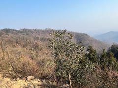 -素山寺森林公园