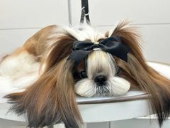 -帕帕拉兹宠物(亚洲旗舰店)