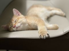 -lincat·猫舍(广州店)