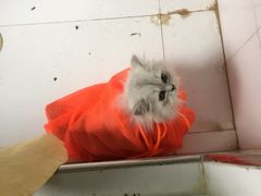 -佳百利宠物(荣乐中路115弄小区店)