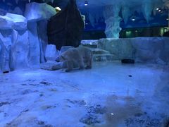 -芜湖新华联大白鲸海洋公园