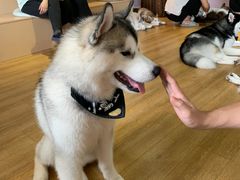 -Husky Go! 哈士奇体验馆·宠物咖啡厅狗咖