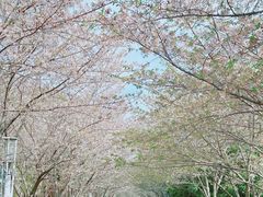 -高东镇樱花园