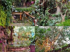 -正佳雨林生态植物园