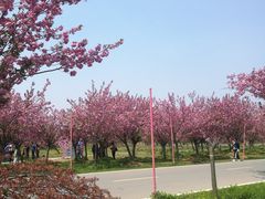 -天王浮山樱花园