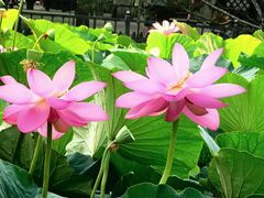 -莲花池公园