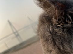 -喵zoo家庭繁育猫舍(尖东智能花园店)