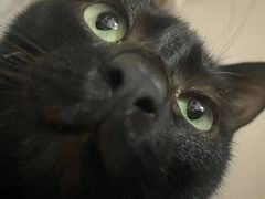 -艾贝尔宠物诊疗