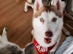 -Husky Go! 哈士奇体验馆·宠物咖啡厅狗咖