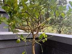 -七仙岭君澜度假酒店