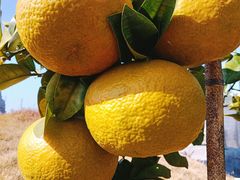 -梅州天地人花园酒店(梅县人民广场店)