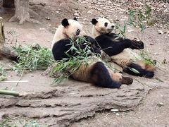 -都江堰中华大熊猫苑