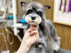 -鑫艺宠物美容培训学校