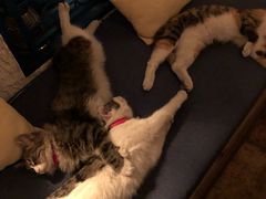 -Sirena海妖日咖夜酒