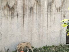 -保定市动物园