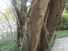 -大渡口区义渡公园