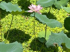 -荔湾湖公园