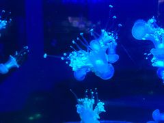 -梦幻海洋王国(吾悦广场张家港店)