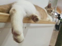 -李小姐の猫咖啡馆(五角场店)