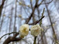 -新虹桥中心花园