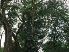 -瑞丽独树成林风景区