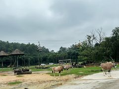 -广州长隆野生动物世界