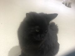 -藏猫猫咖啡主题馆(中央大道店)