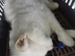 -瑞派旺宝宠物医院·犬猫全科综合·尿道专科(莲兴院)